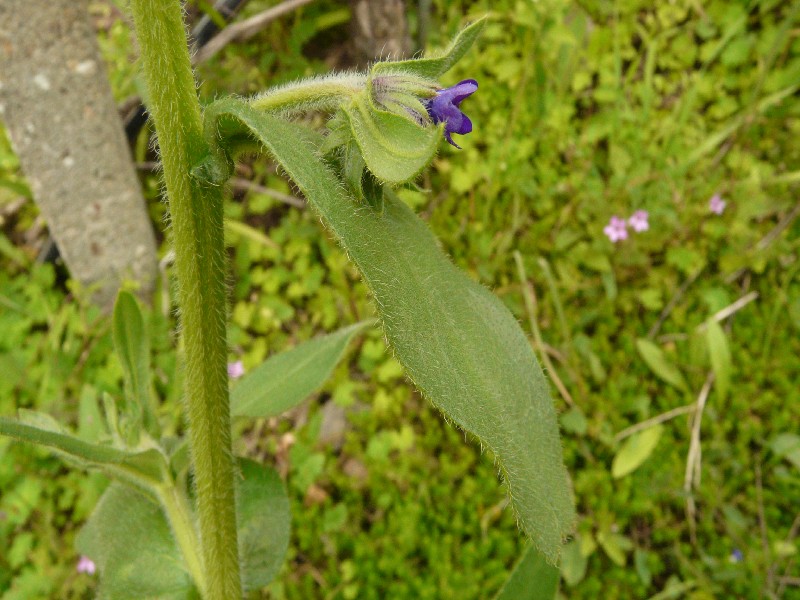 Anchusa officinalis 2