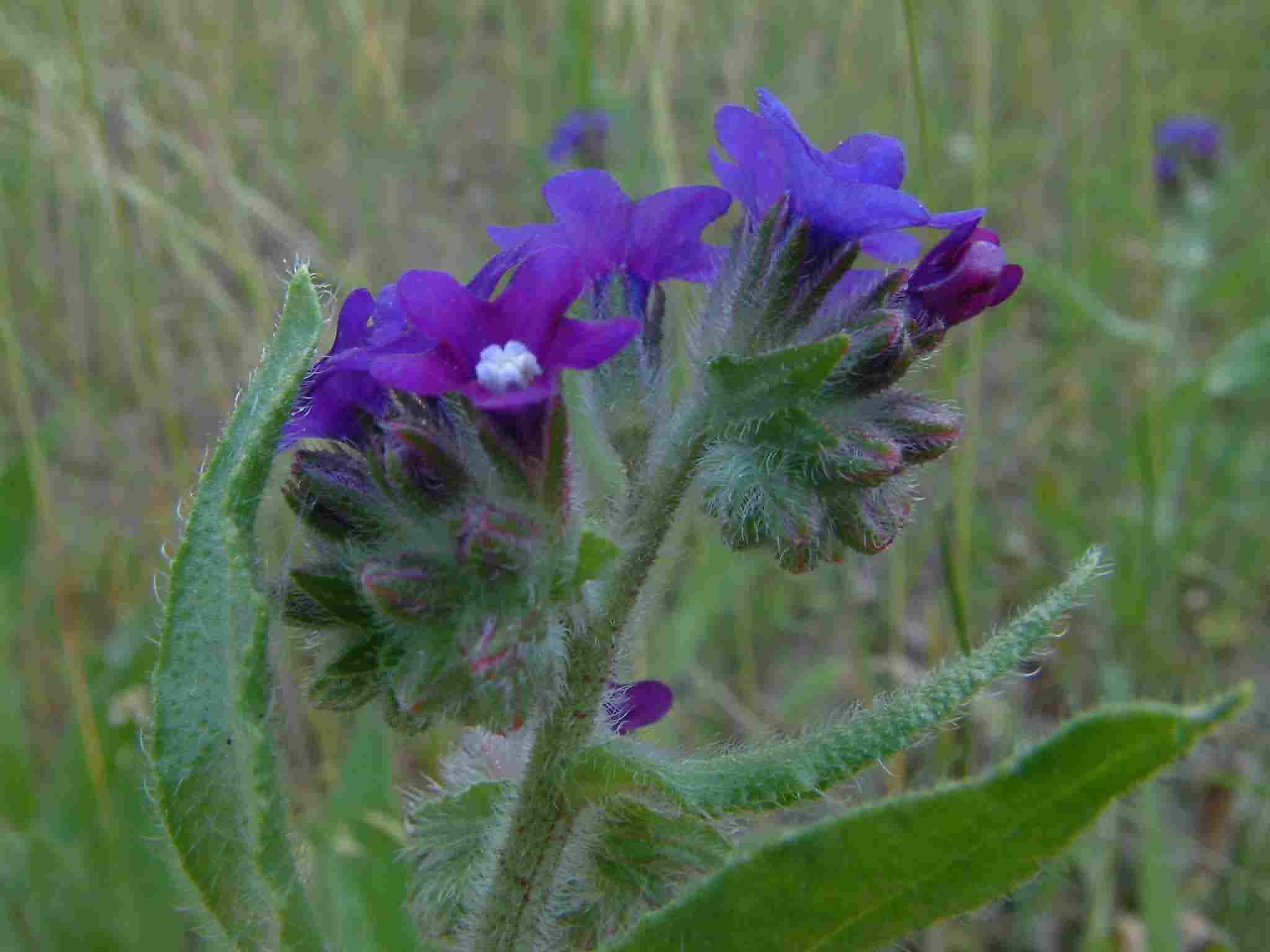 Anchusa officinalis 3