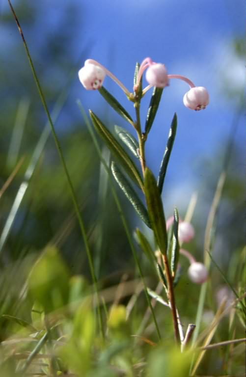 Andromeda polifolia 1