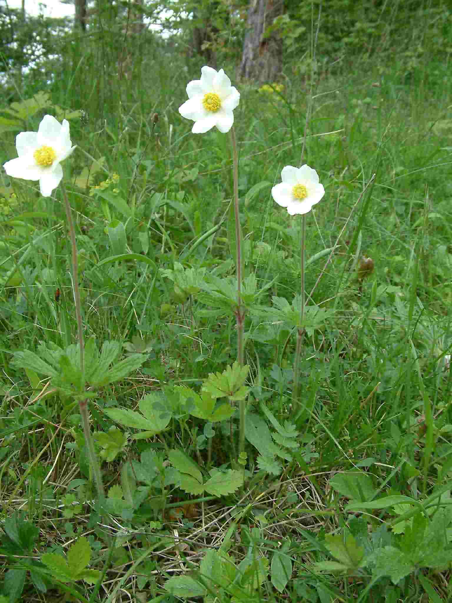 Anemone sylvestris 1