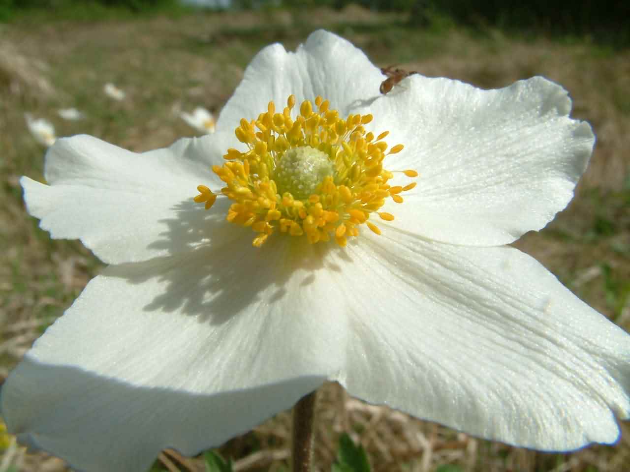 Anemone sylvestris 2