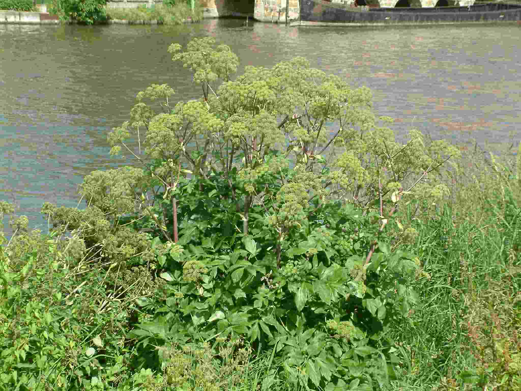 Angelica archangelica 1