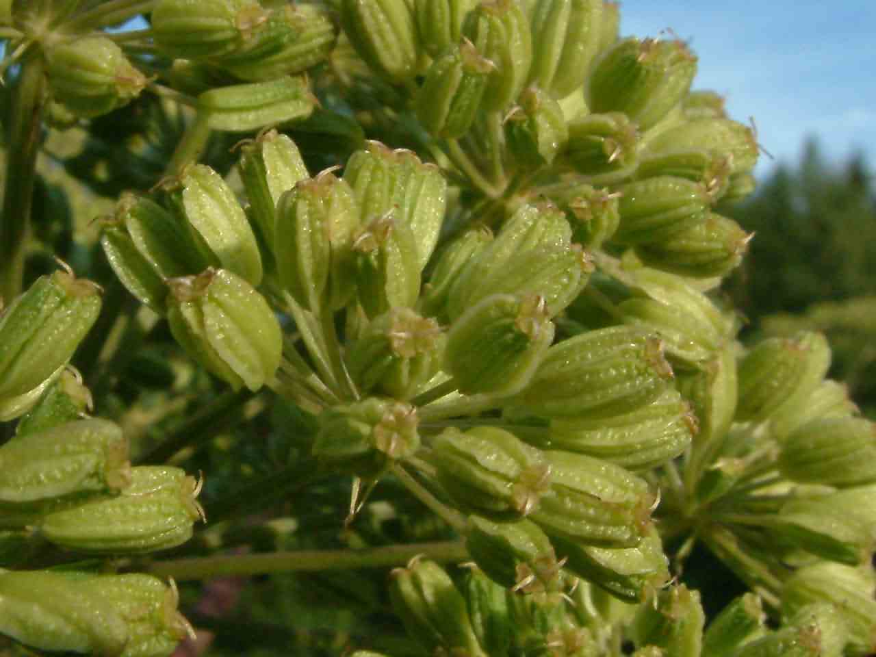 Angelica archangelica 2