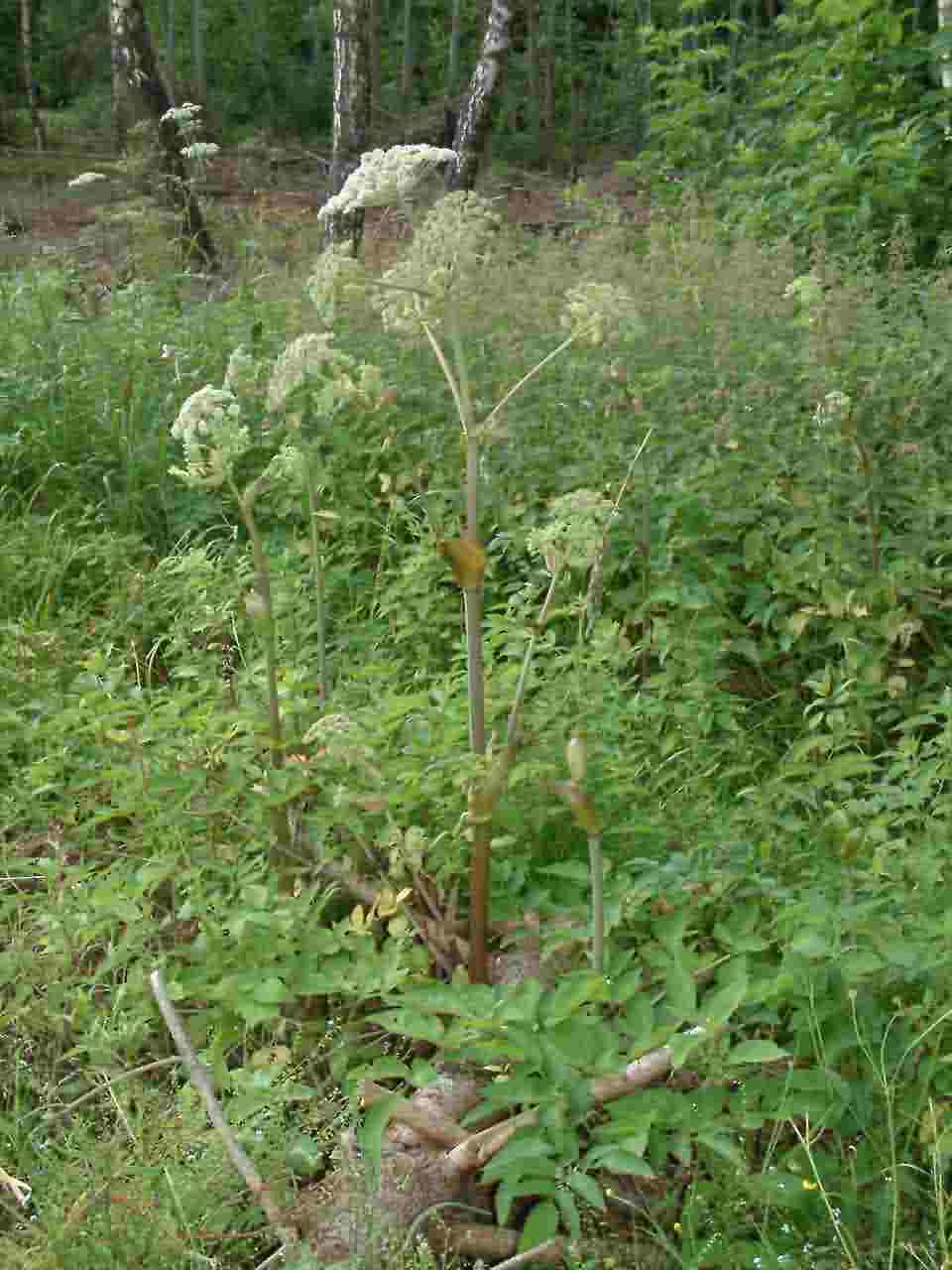 Angelica sylvestris 1