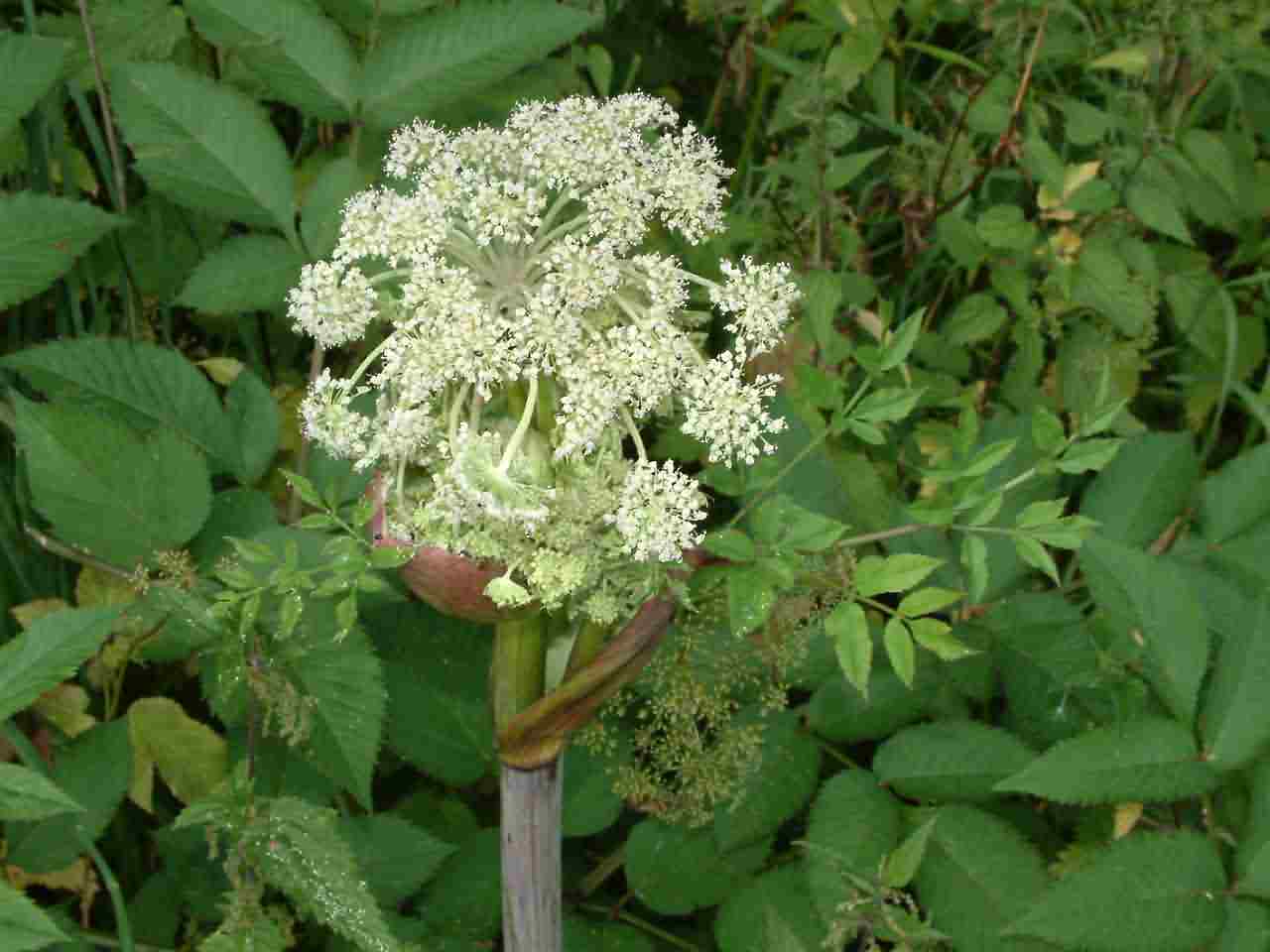 Angelica sylvestris 2