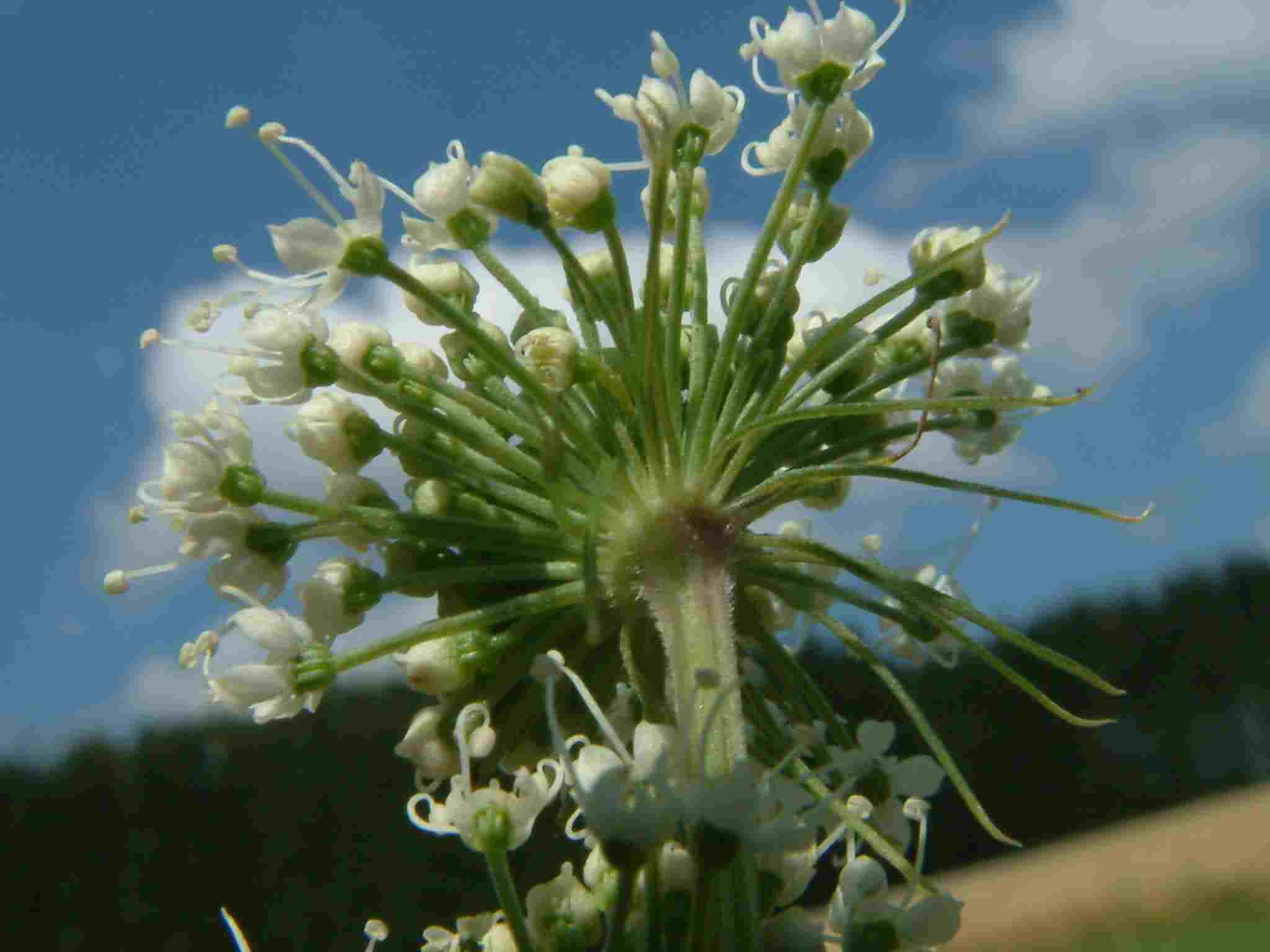 Angelica sylvestris 4