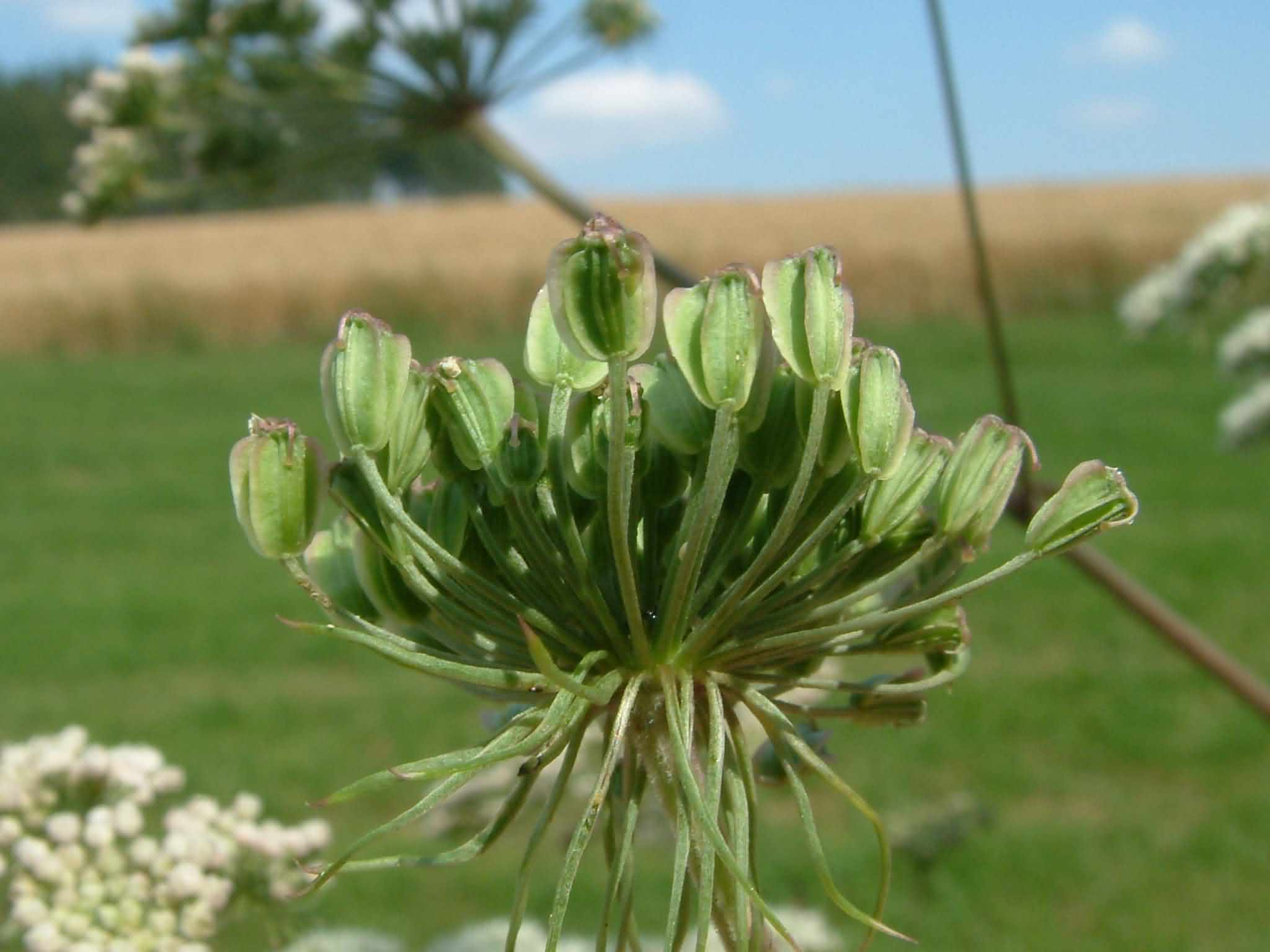 Angelica sylvestris 5