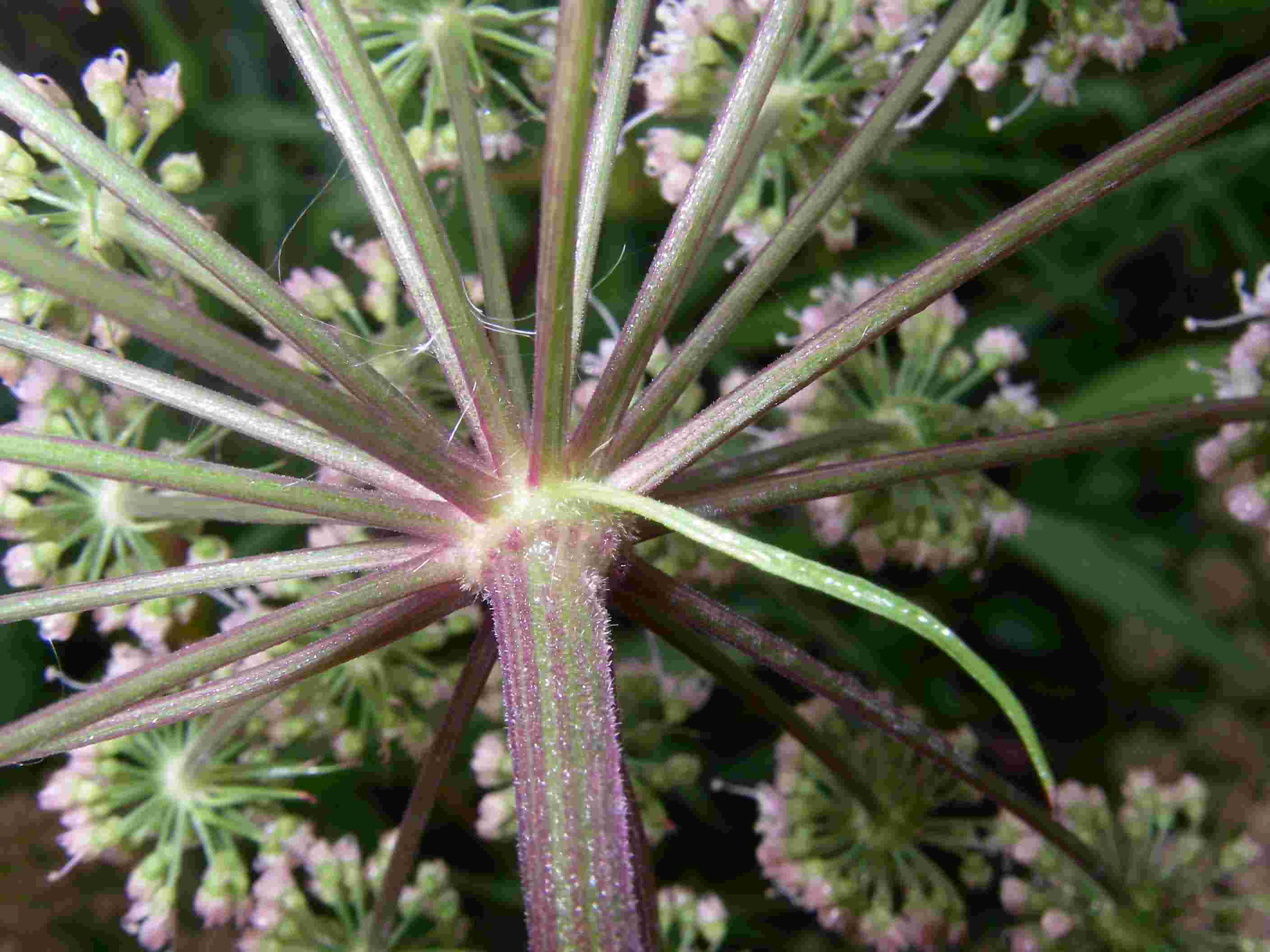 Angelica sylvestris 3