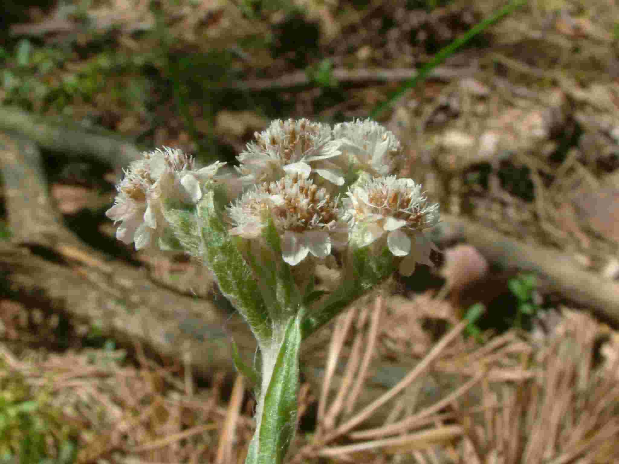 Antennaria dioica 2