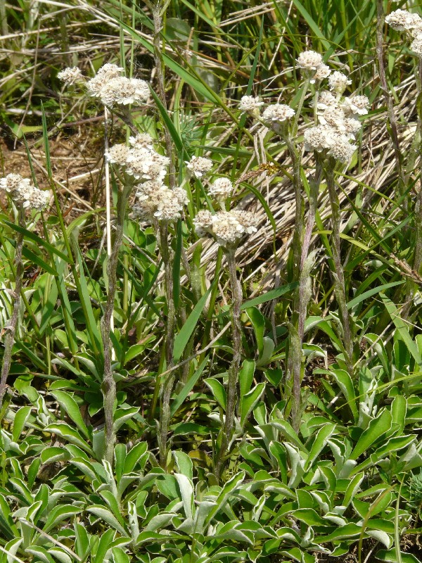 Antennaria dioica 1