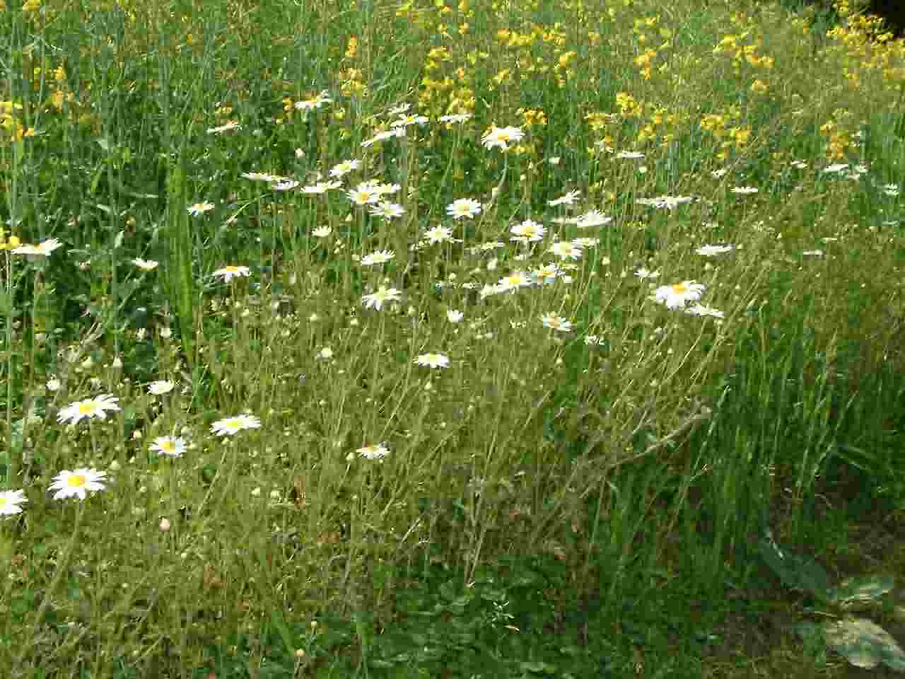 Anthemis arvensis 1