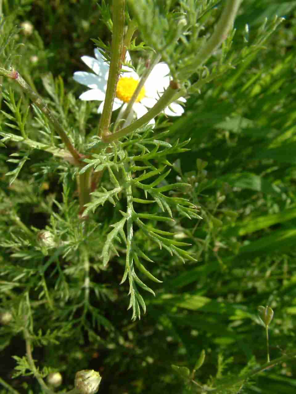 Anthemis arvensis 2