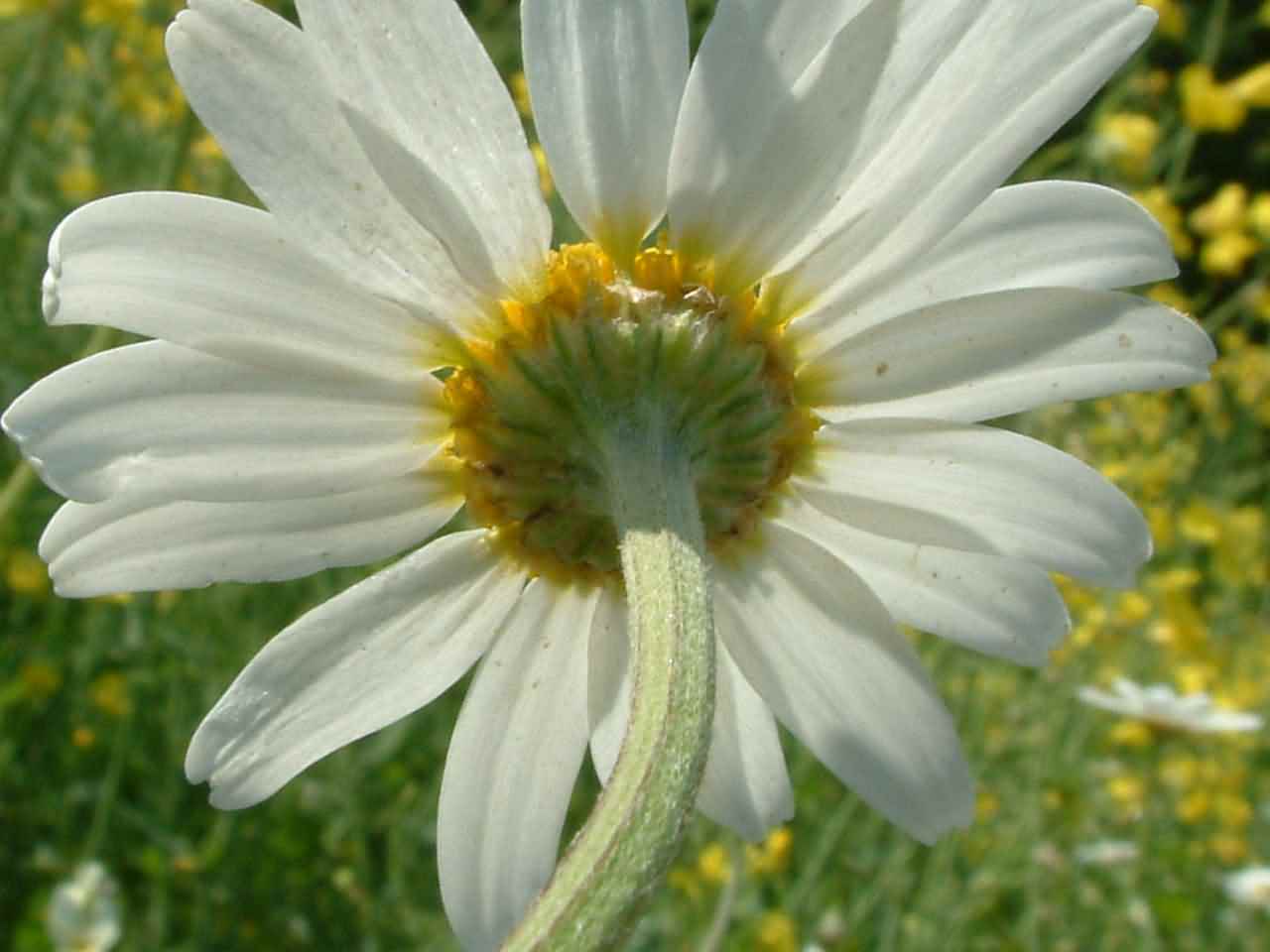 Anthemis arvensis 3