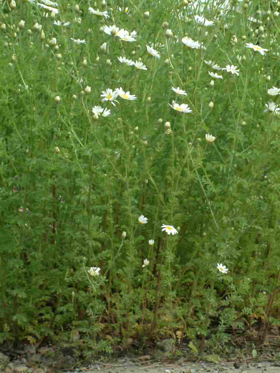 Anthemis austriaca 1