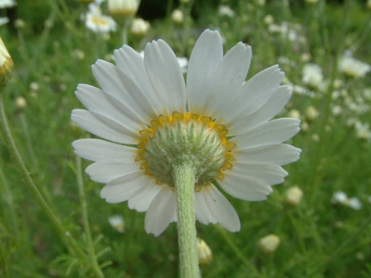 Anthemis austriaca 2