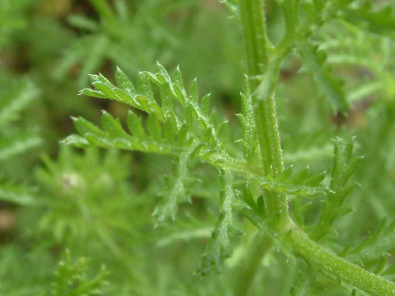 Anthemis austriaca 3