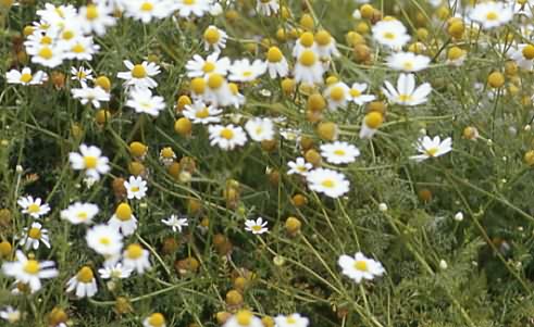 Anthemis cotula 1