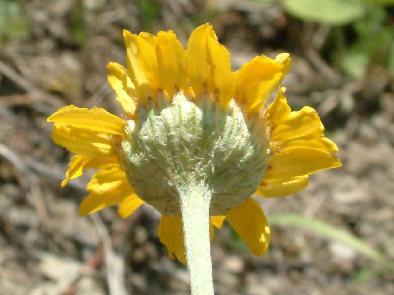 Anthemis tinctoria 2