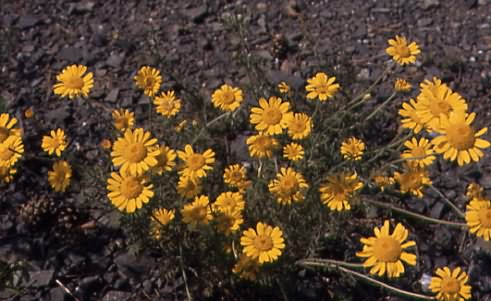 Anthemis tinctoria 1