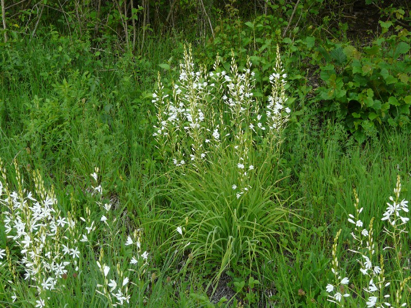 Anthericum liliago 1