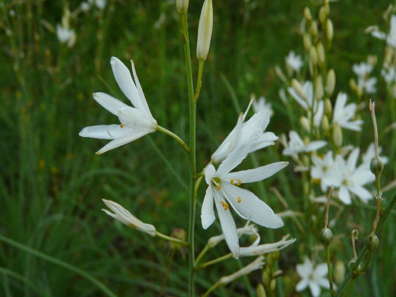 Anthericum liliago 2