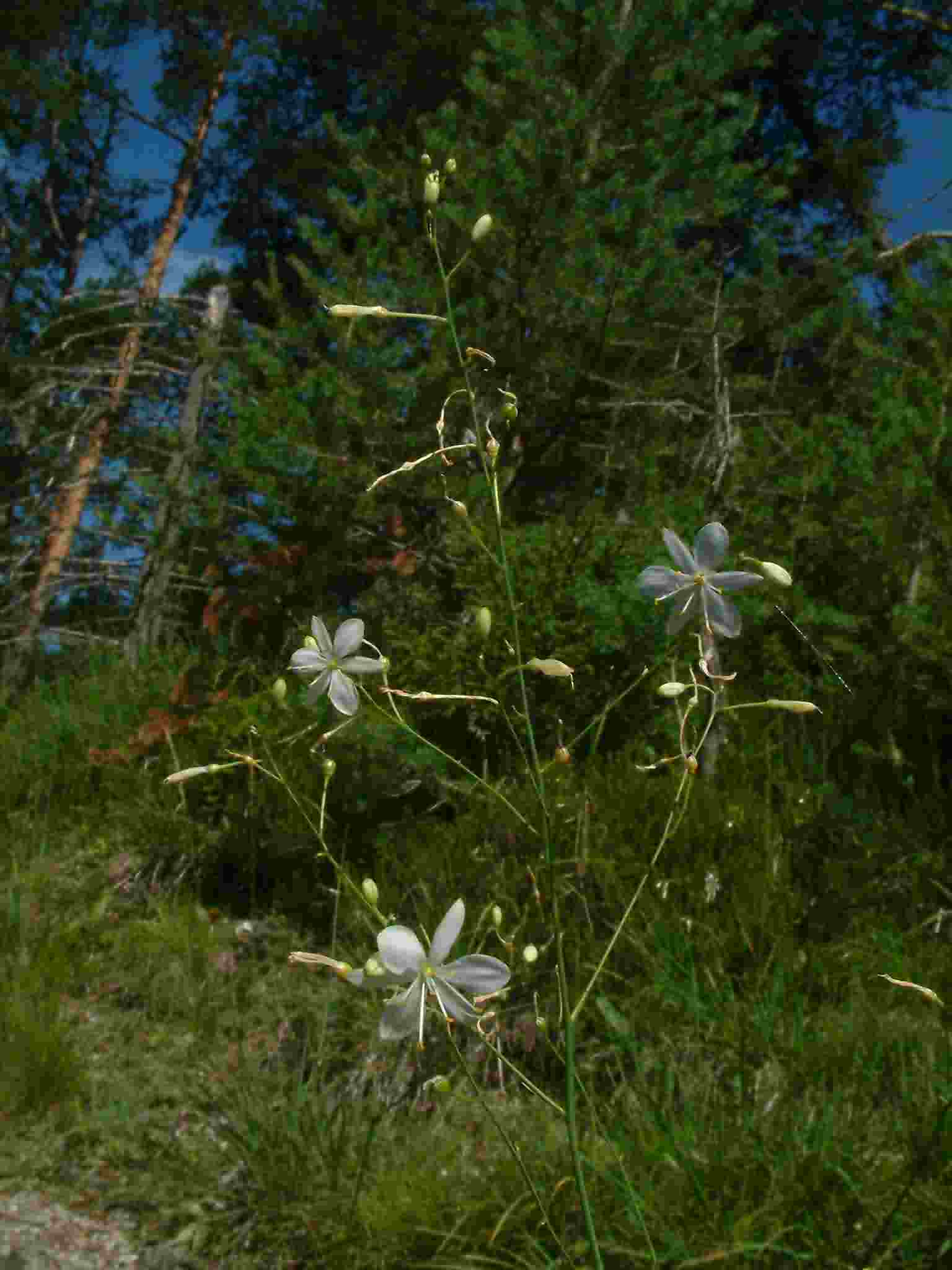 Anthericum ramosum 1