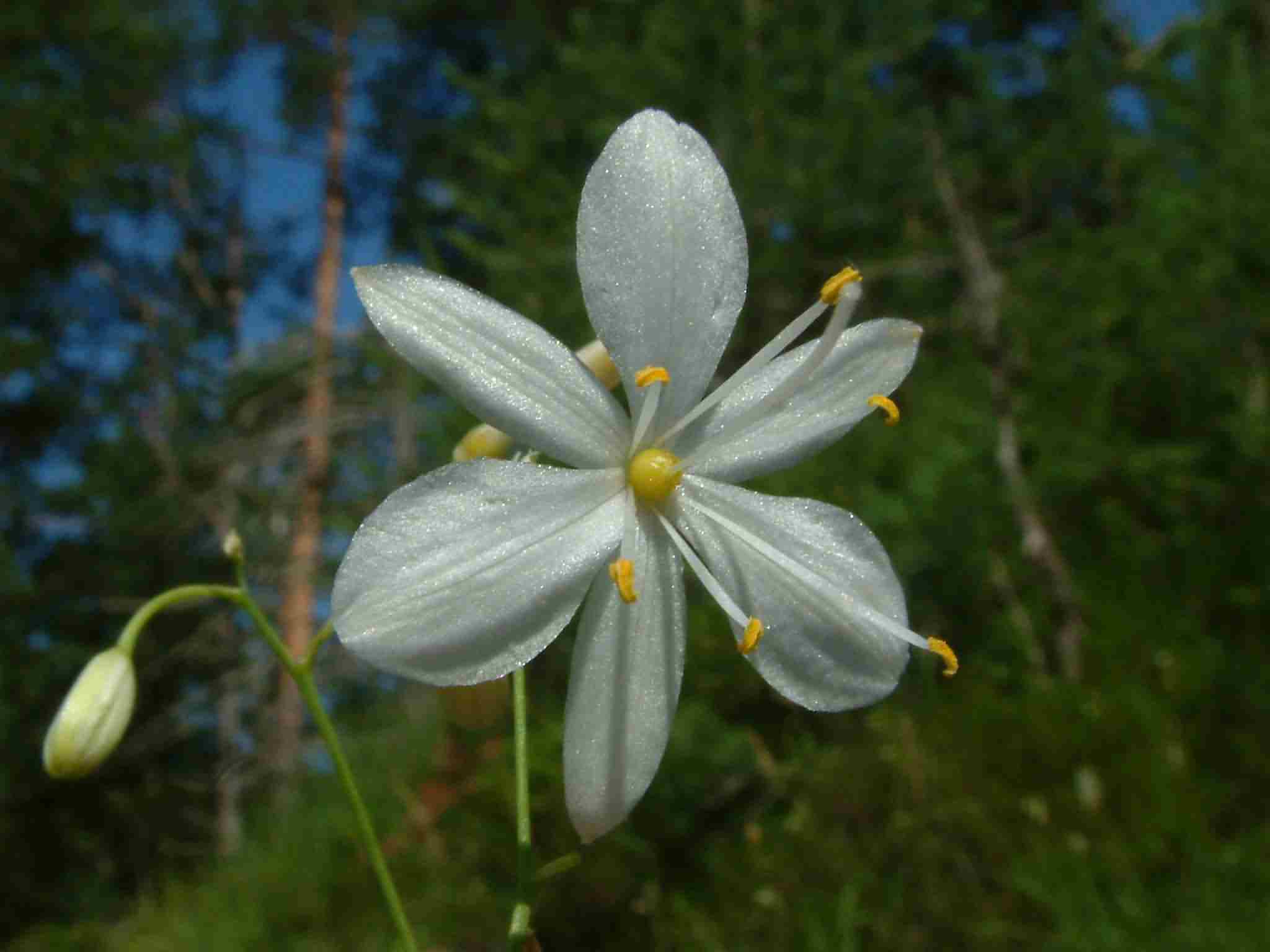 Anthericum ramosum 2