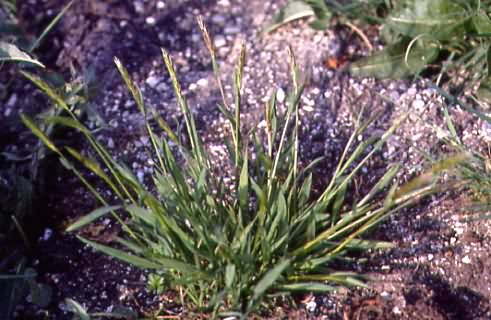 Anthoxanthum odoratum 1