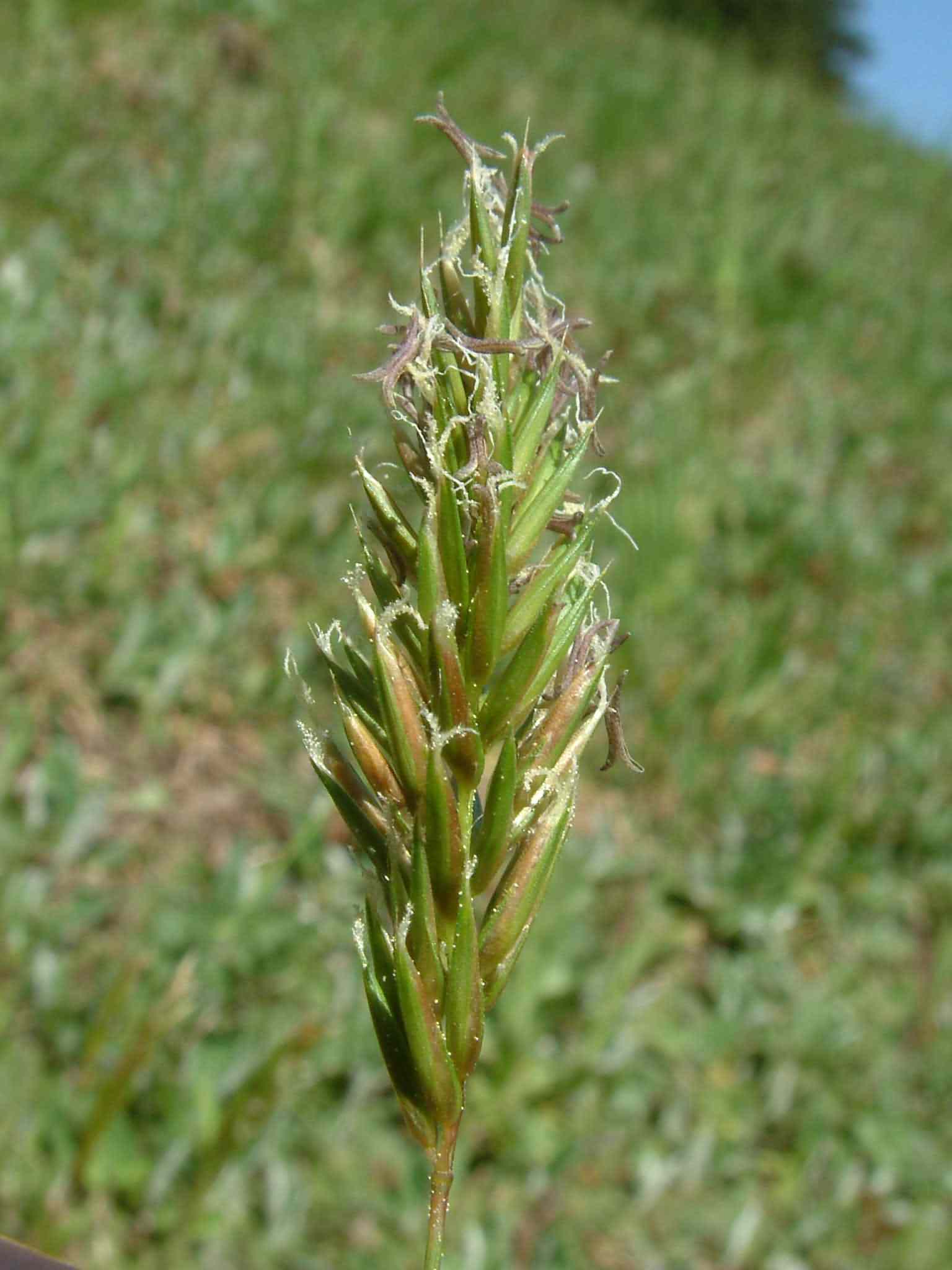 Anthoxanthum odoratum 1