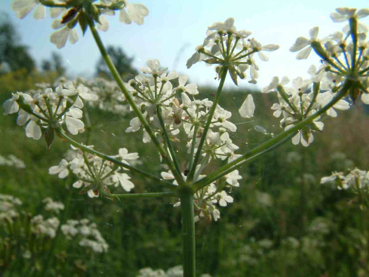 Anthriscus sylvestris 1