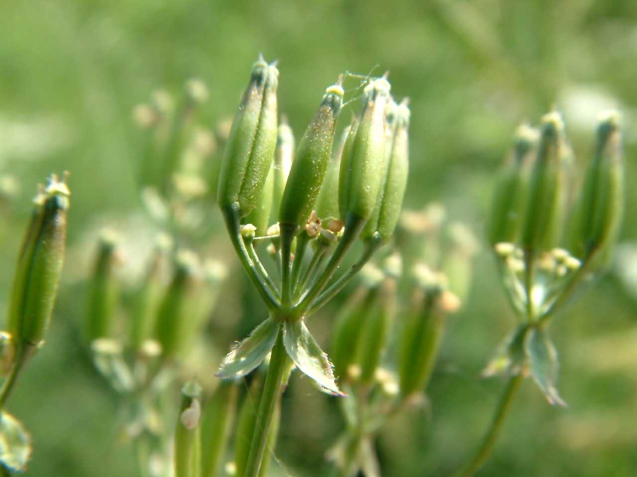 Anthriscus sylvestris 3