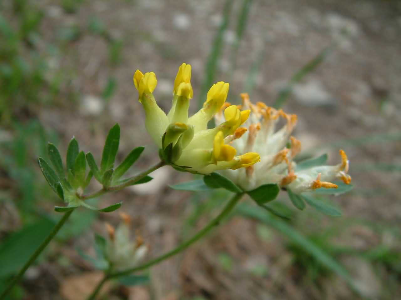 Anthyllis vulneraria 3