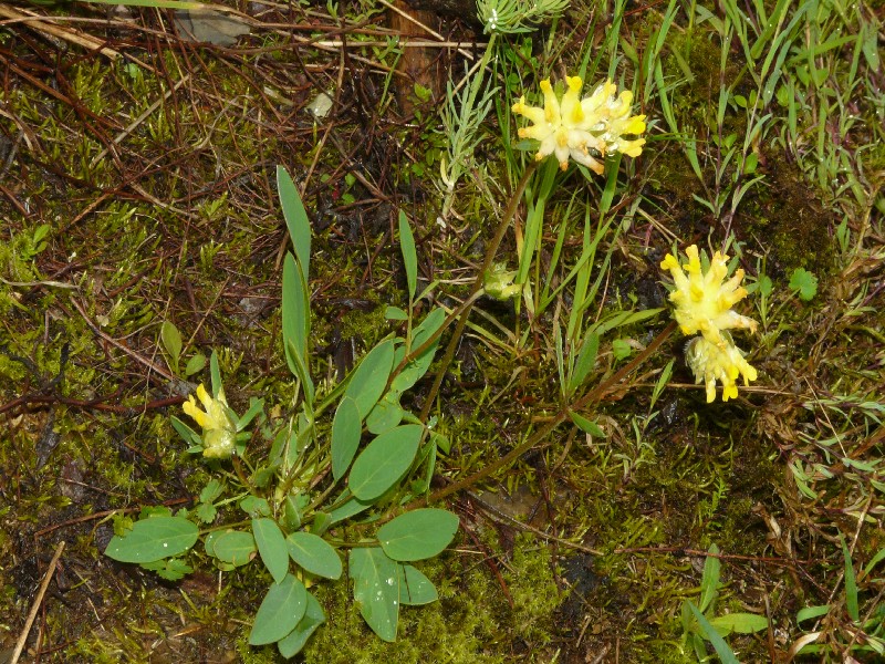 Anthyllis vulneraria  1