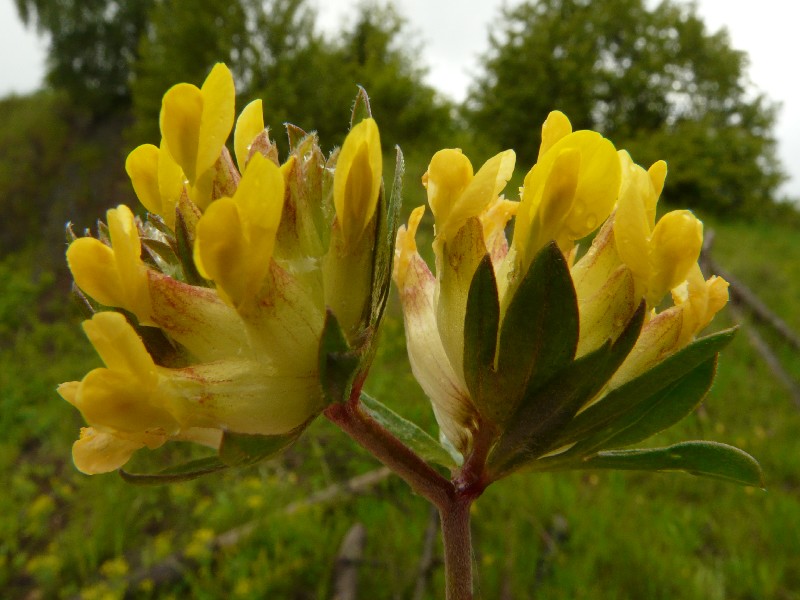 Anthyllis vulneraria  2