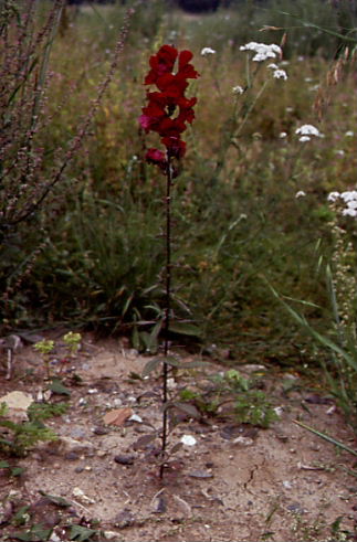 Antirrhinum majus