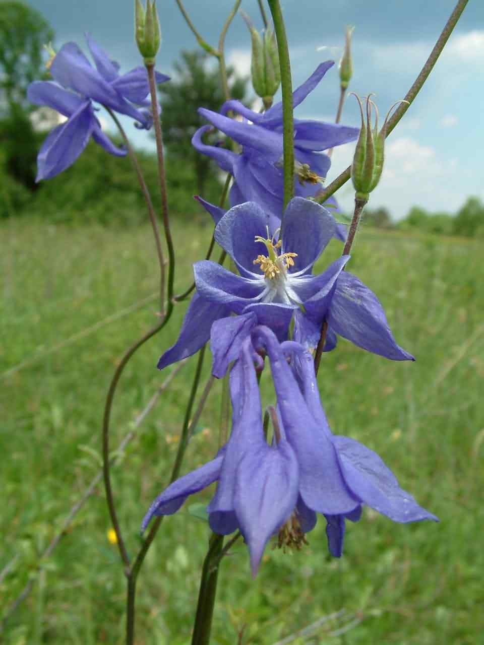 Aquilegia vulgaris 1