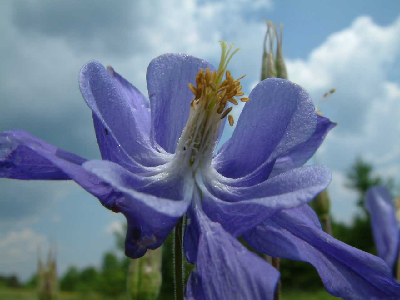 Aquilegia vulgaris 2