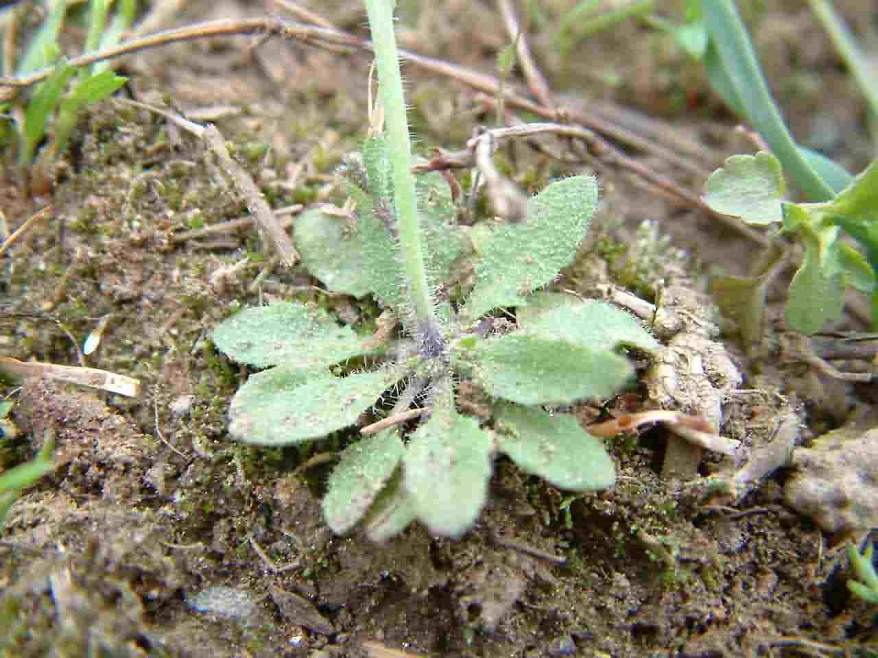 Arabidopsis thaliana 4