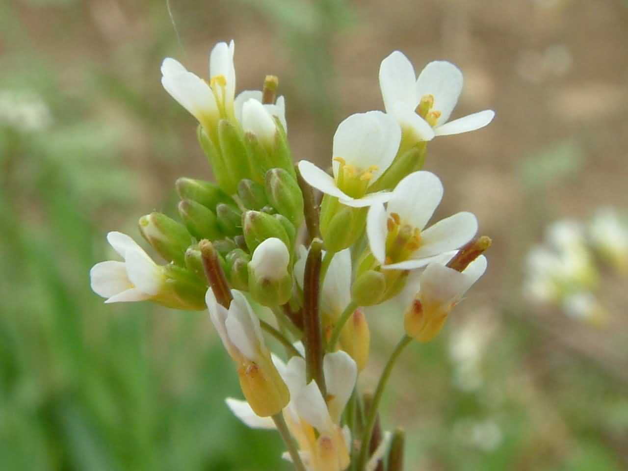 Arabidopsis thaliana 2