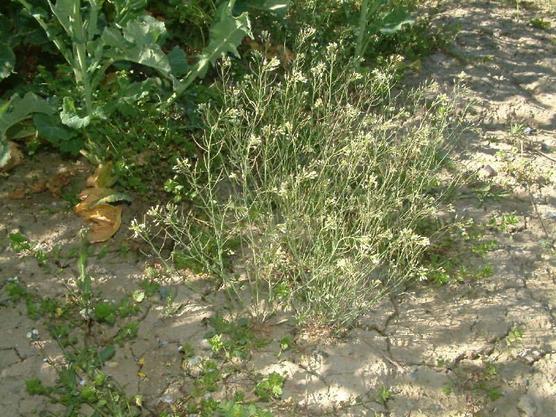 Arabidopsis thaliana 1