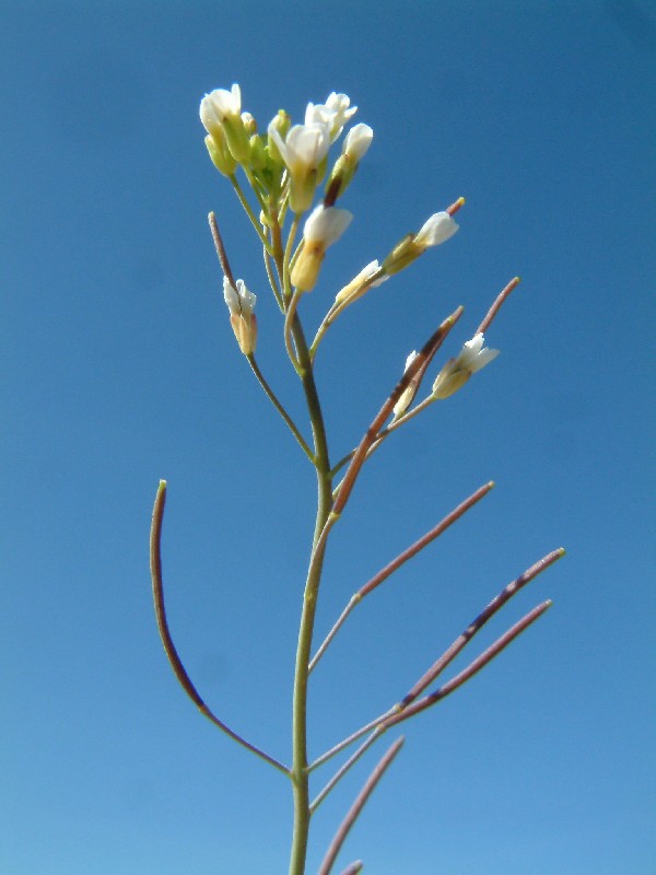 Arabidopsis thaliana 3