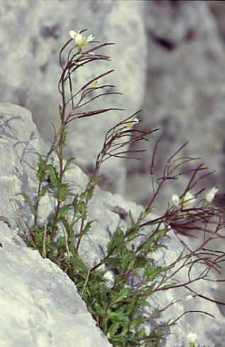 Arabis alpina