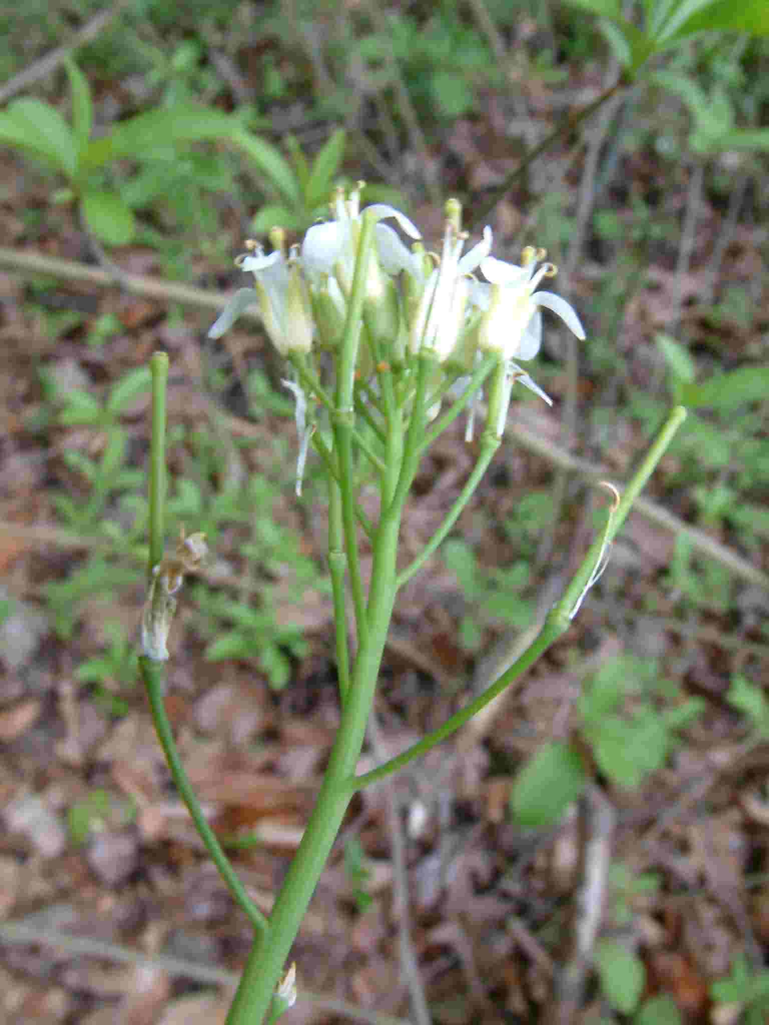 Arabis pauciflora 1