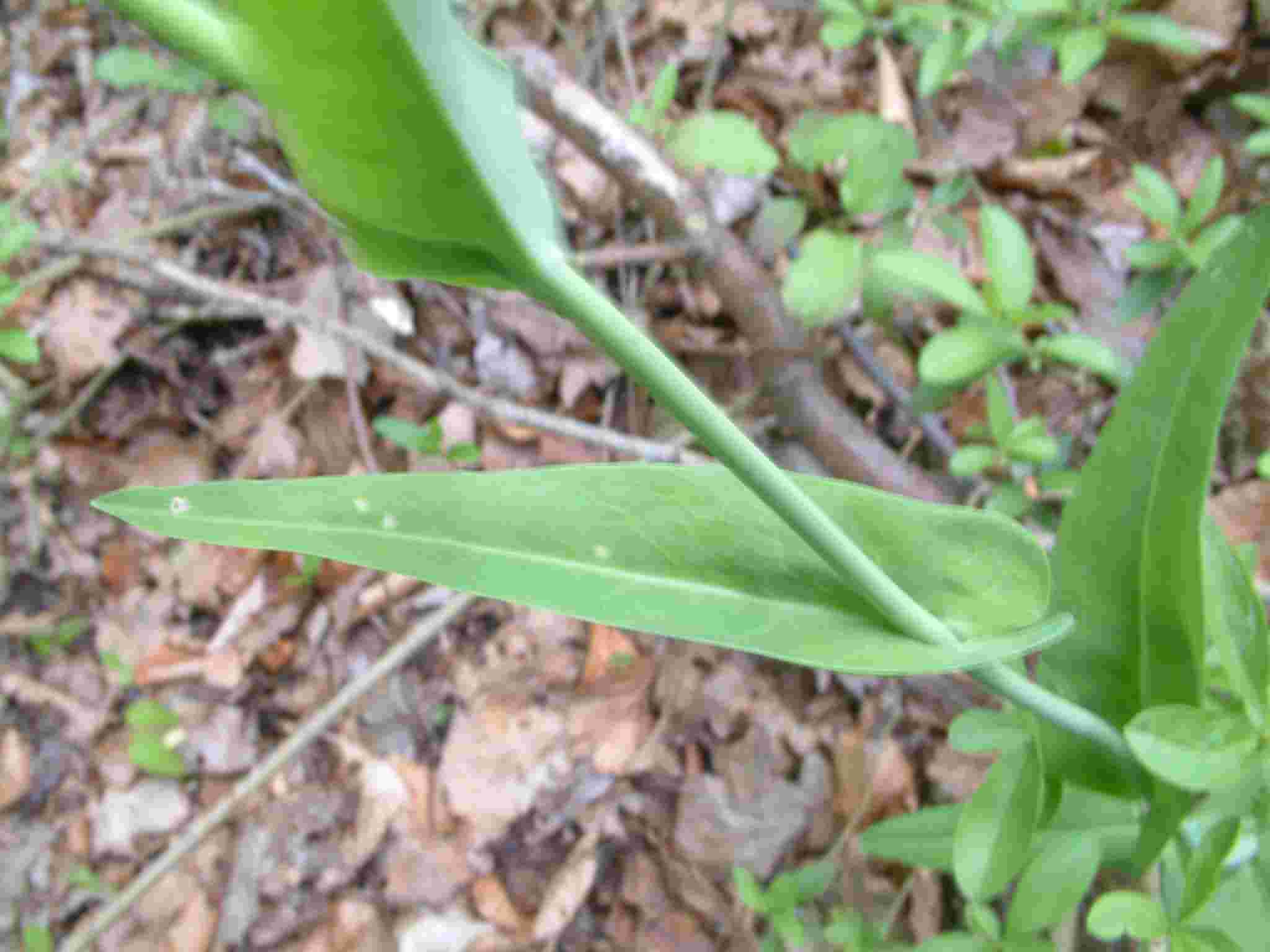 Arabis pauciflora 2