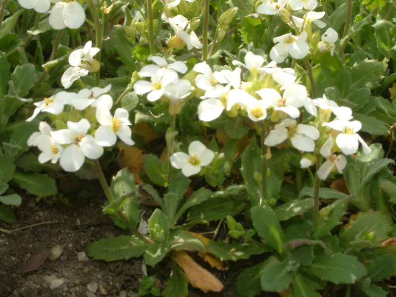 Arabis caucasica 1