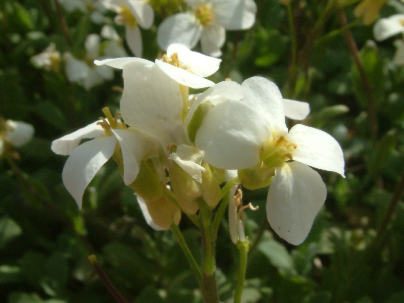 Arabis caucasica 2