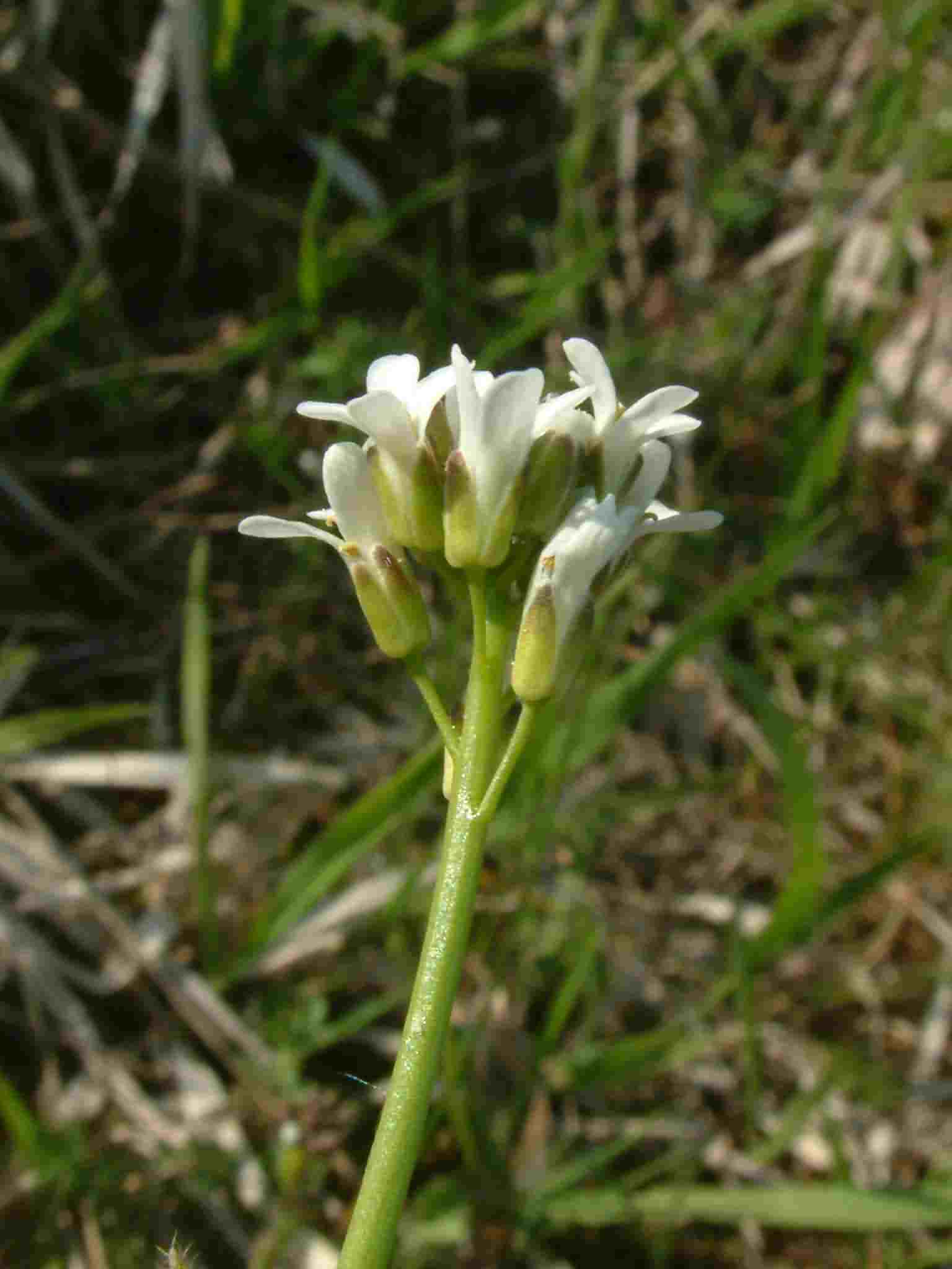 Arabis hirsuta 1