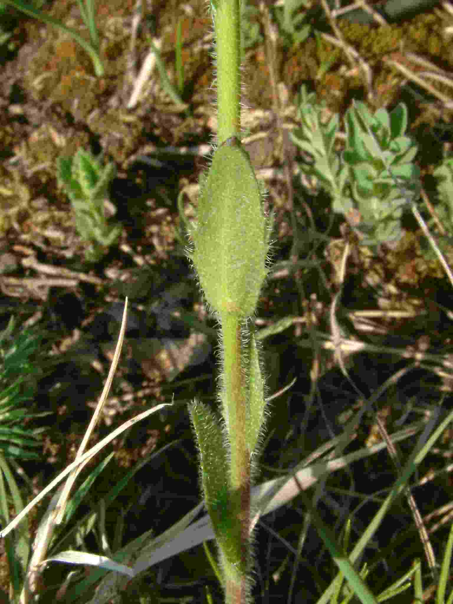 Arabis hirsuta 2