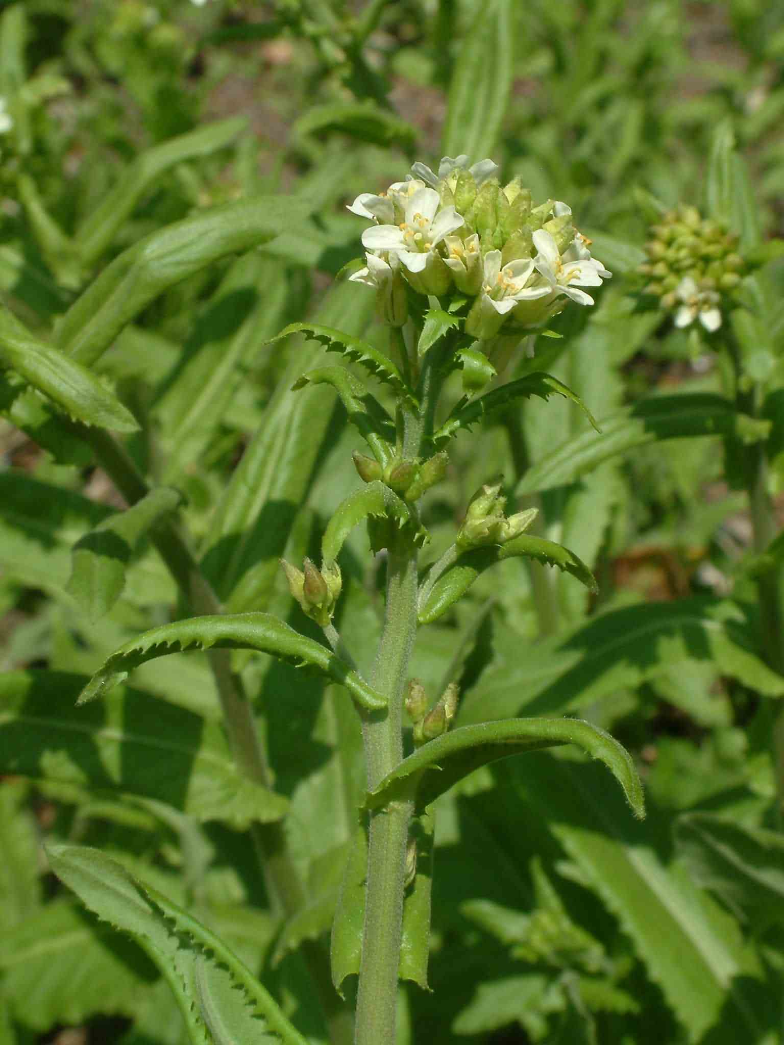 Arabis turrita 2