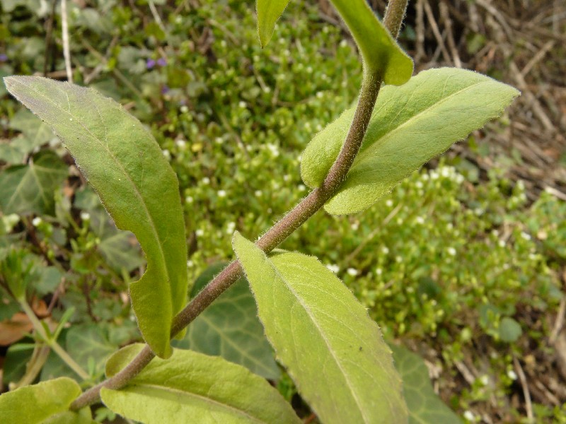 Arabis turrita 3